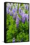 Iceland. South. Vik I Myrdal. Lupines-Inger Hogstrom-Framed Stretched Canvas