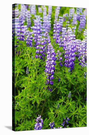 Iceland. South. Vik I Myrdal. Lupines-Inger Hogstrom-Stretched Canvas