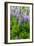 Iceland. South. Vik I Myrdal. Lupines-Inger Hogstrom-Framed Photographic Print