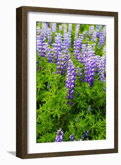 Iceland. South. Vik I Myrdal. Lupines-Inger Hogstrom-Framed Photographic Print