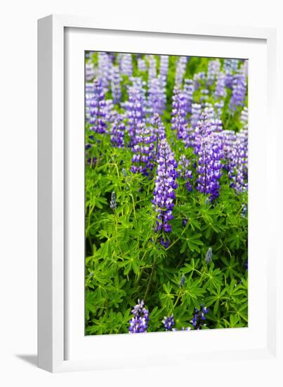 Iceland. South. Vik I Myrdal. Lupines-Inger Hogstrom-Framed Photographic Print