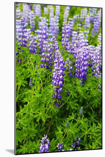 Iceland. South. Vik I Myrdal. Lupines-Inger Hogstrom-Mounted Photographic Print