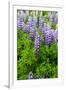 Iceland. South. Vik I Myrdal. Lupines-Inger Hogstrom-Framed Photographic Print