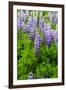 Iceland. South. Vik I Myrdal. Lupines-Inger Hogstrom-Framed Photographic Print