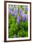 Iceland. South. Vik I Myrdal. Lupines-Inger Hogstrom-Framed Photographic Print