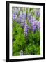 Iceland. South. Vik I Myrdal. Lupines-Inger Hogstrom-Framed Photographic Print