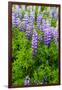 Iceland. South. Vik I Myrdal. Lupines-Inger Hogstrom-Framed Photographic Print