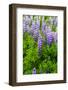 Iceland. South. Vik I Myrdal. Lupines-Inger Hogstrom-Framed Photographic Print