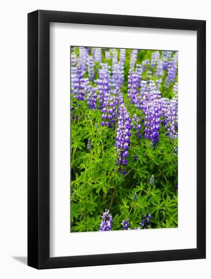 Iceland. South. Vik I Myrdal. Lupines-Inger Hogstrom-Framed Photographic Print