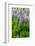 Iceland. South. Vik I Myrdal. Lupines-Inger Hogstrom-Framed Photographic Print