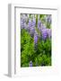 Iceland. South. Vik I Myrdal. Lupines-Inger Hogstrom-Framed Photographic Print