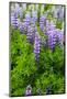 Iceland. South. Vik I Myrdal. Lupines-Inger Hogstrom-Mounted Photographic Print