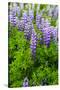 Iceland. South. Vik I Myrdal. Lupines-Inger Hogstrom-Stretched Canvas