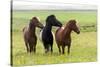 Iceland, Southwest Iceland. Icelandic horses enjoy a wildflower strewn field.-Ellen Goff-Stretched Canvas