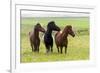 Iceland, Southwest Iceland. Icelandic horses enjoy a wildflower strewn field.-Ellen Goff-Framed Premium Photographic Print