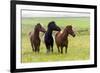 Iceland, Southwest Iceland. Icelandic horses enjoy a wildflower strewn field.-Ellen Goff-Framed Premium Photographic Print