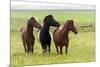 Iceland, Southwest Iceland. Icelandic horses enjoy a wildflower strewn field.-Ellen Goff-Mounted Premium Photographic Print