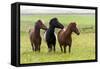 Iceland, Southwest Iceland. Icelandic horses enjoy a wildflower strewn field.-Ellen Goff-Framed Stretched Canvas