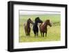 Iceland, Southwest Iceland. Icelandic horses enjoy a wildflower strewn field.-Ellen Goff-Framed Photographic Print