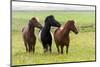 Iceland, Southwest Iceland. Icelandic horses enjoy a wildflower strewn field.-Ellen Goff-Mounted Photographic Print