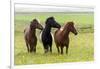 Iceland, Southwest Iceland. Icelandic horses enjoy a wildflower strewn field.-Ellen Goff-Framed Photographic Print