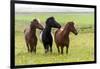 Iceland, Southwest Iceland. Icelandic horses enjoy a wildflower strewn field.-Ellen Goff-Framed Photographic Print