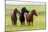 Iceland, Southwest Iceland. Icelandic horses enjoy a wildflower strewn field.-Ellen Goff-Mounted Photographic Print