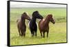 Iceland, Southwest Iceland. Icelandic horses enjoy a wildflower strewn field.-Ellen Goff-Framed Stretched Canvas