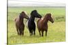 Iceland, Southwest Iceland. Icelandic horses enjoy a wildflower strewn field.-Ellen Goff-Stretched Canvas