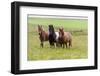 Iceland, Southwest Iceland. Icelandic horses enjoy a wildflower strewn field.-Ellen Goff-Framed Photographic Print