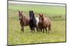 Iceland, Southwest Iceland. Icelandic horses enjoy a wildflower strewn field.-Ellen Goff-Mounted Photographic Print