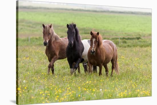 Iceland, Southwest Iceland. Icelandic horses enjoy a wildflower strewn field.-Ellen Goff-Stretched Canvas