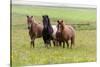 Iceland, Southwest Iceland. Icelandic horses enjoy a wildflower strewn field.-Ellen Goff-Stretched Canvas