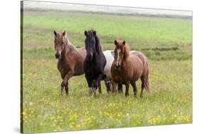 Iceland, Southwest Iceland. Icelandic horses enjoy a wildflower strewn field.-Ellen Goff-Stretched Canvas