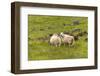 Iceland, Southwest Iceland. Icelandic sheep are commonly seen in the green pastures.-Ellen Goff-Framed Photographic Print