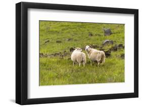 Iceland, Southwest Iceland. Icelandic sheep are commonly seen in the green pastures.-Ellen Goff-Framed Photographic Print