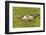 Iceland, Southwest Iceland. Icelandic sheep are commonly seen in the green pastures.-Ellen Goff-Framed Photographic Print