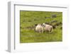 Iceland, Southwest Iceland. Icelandic sheep are commonly seen in the green pastures.-Ellen Goff-Framed Photographic Print