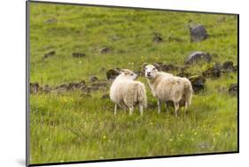 Iceland, Southwest Iceland. Icelandic sheep are commonly seen in the green pastures.-Ellen Goff-Mounted Photographic Print