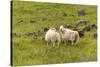 Iceland, Southwest Iceland. Icelandic sheep are commonly seen in the green pastures.-Ellen Goff-Stretched Canvas