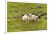 Iceland, Southwest Iceland. Icelandic sheep are commonly seen in the green pastures.-Ellen Goff-Framed Photographic Print