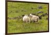 Iceland, Southwest Iceland. Icelandic sheep are commonly seen in the green pastures.-Ellen Goff-Framed Photographic Print