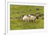 Iceland, Southwest Iceland. Icelandic sheep are commonly seen in the green pastures.-Ellen Goff-Framed Premium Photographic Print