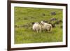Iceland, Southwest Iceland. Icelandic sheep are commonly seen in the green pastures.-Ellen Goff-Framed Premium Photographic Print