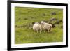 Iceland, Southwest Iceland. Icelandic sheep are commonly seen in the green pastures.-Ellen Goff-Framed Premium Photographic Print