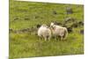 Iceland, Southwest Iceland. Icelandic sheep are commonly seen in the green pastures.-Ellen Goff-Mounted Premium Photographic Print