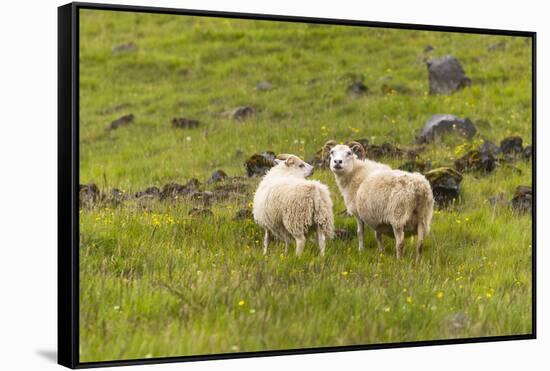 Iceland, Southwest Iceland. Icelandic sheep are commonly seen in the green pastures.-Ellen Goff-Framed Stretched Canvas