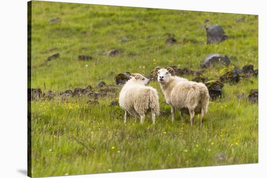 Iceland, Southwest Iceland. Icelandic sheep are commonly seen in the green pastures.-Ellen Goff-Stretched Canvas