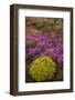 Iceland, Southwest Iceland. Masses of wildflowers are found in the summer.-Ellen Goff-Framed Photographic Print