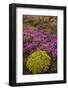 Iceland, Southwest Iceland. Masses of wildflowers are found in the summer.-Ellen Goff-Framed Photographic Print